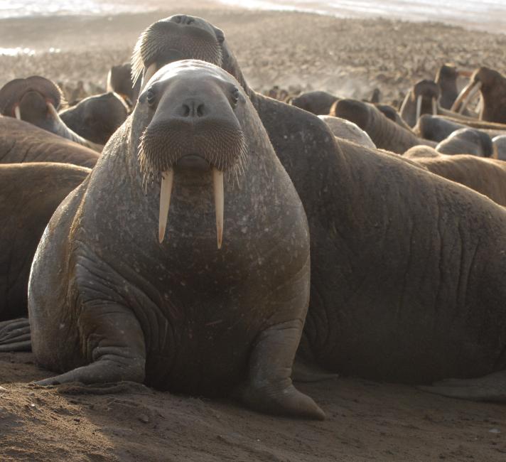 Top 10 Facts About Walrus Wwf